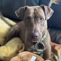 Thumbnail photo of Mocha 2 #4