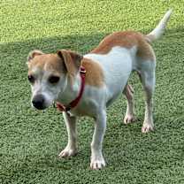 Thumbnail photo of Lance #4