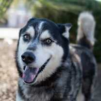 adopt-pet