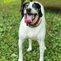Thumbnail photo of Zolivia #1