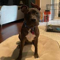 Thumbnail photo of Coco #1