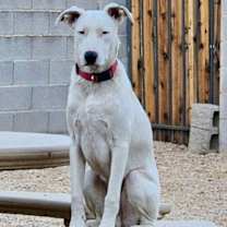 adopt-pet