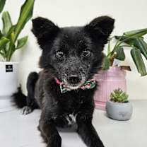 Thumbnail photo of Nabi #1