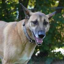 adopt-pet