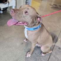 Thumbnail photo of Chester #4