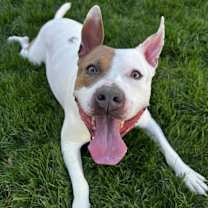 Thumbnail photo of Udon - Adoption Pending! #1