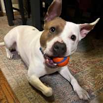 Thumbnail photo of Udon - Adoption Pending! #2