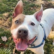 Thumbnail photo of Udon - Adoption Pending! #3