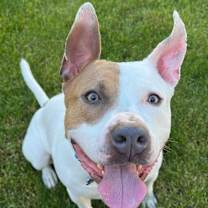 Thumbnail photo of Udon - Adoption Pending! #4