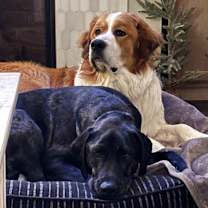 Thumbnail photo of Aspen #2