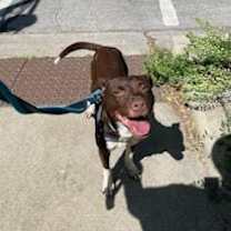 Thumbnail photo of Charlie #3