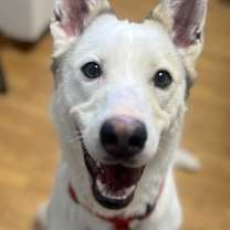 Thumbnail photo of Chief #1
