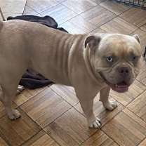 Thumbnail photo of SIMBA #3