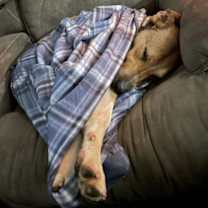 Thumbnail photo of Lenny (TX) #4