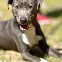 Thumbnail photo of Gracie #1
