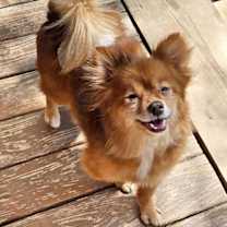 Thumbnail photo of Miwak #1