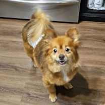 Thumbnail photo of Miwak #2