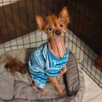 Thumbnail photo of Miwak #4