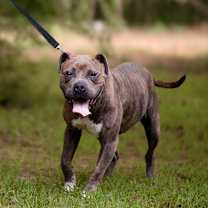 Thumbnail photo of Sage #1