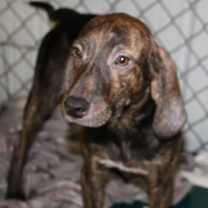 Thumbnail photo of Harlan #1