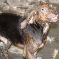 Thumbnail photo of Harlan #2