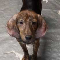 Thumbnail photo of Harlan #3