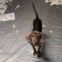 Thumbnail photo of Harlan #4
