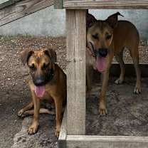 Thumbnail photo of Hopper (In Foster) #2