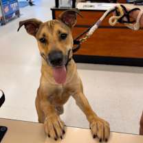 Thumbnail photo of Hopper (In Foster) #3