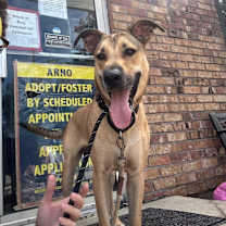 Thumbnail photo of Hopper (In Foster) #4