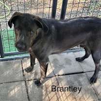 Thumbnail photo of Brantley #2