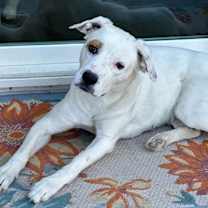 adopt-pet