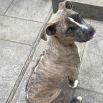 Thumbnail photo of Hatcher (GA) #3