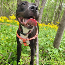 Thumbnail photo of Benji #2