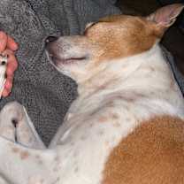 Thumbnail photo of Dexter #2