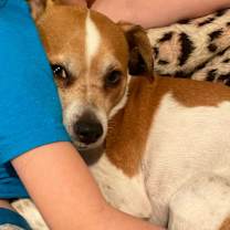 Thumbnail photo of Dexter #3