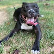 Thumbnail photo of Benji #3