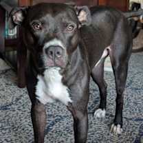 Thumbnail photo of Benji #4