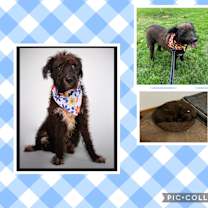 Thumbnail photo of Beta (NC) #2