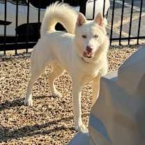 Thumbnail photo of Loba #3