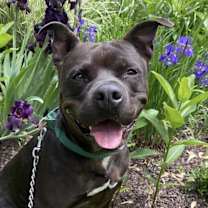 Thumbnail photo of Biggie #1