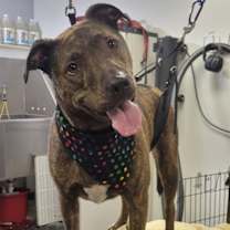 Thumbnail photo of LINCOLN (BONDED W/TUCKER)(COURTESY POST) #1