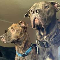 Thumbnail photo of LINCOLN (BONDED W/TUCKER)(COURTESY POST) #2