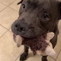 Thumbnail photo of TUCKER (BONDED W/LINCOLN)(BONDED PAIR) #1