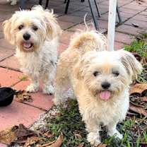Thumbnail photo of Lexi & Missy #1