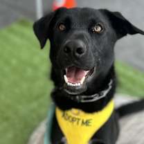 Thumbnail photo of Buddy #1