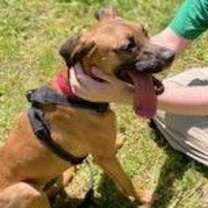 Thumbnail photo of Hattie #2