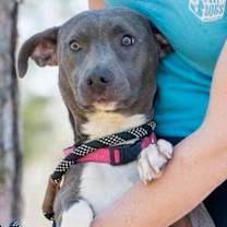 Thumbnail photo of Gracie #2