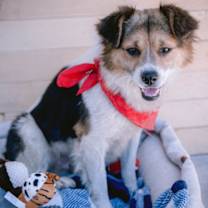 Thumbnail photo of Mowgli #3