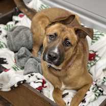 Thumbnail photo of Bellah #1